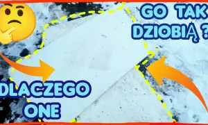 Dlaczego kury jedzą styropian? Odkryj niebezpieczeństwa i przyczyny